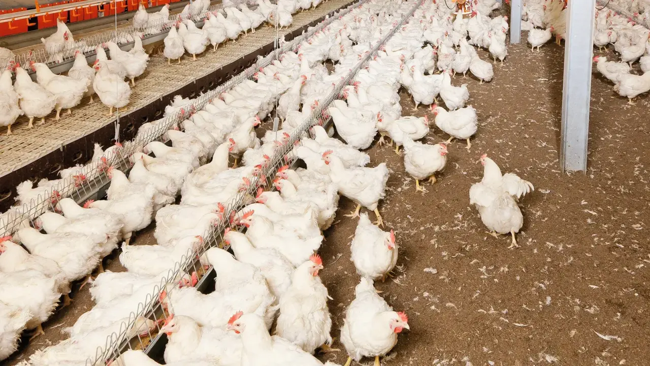 Broiler Breeder