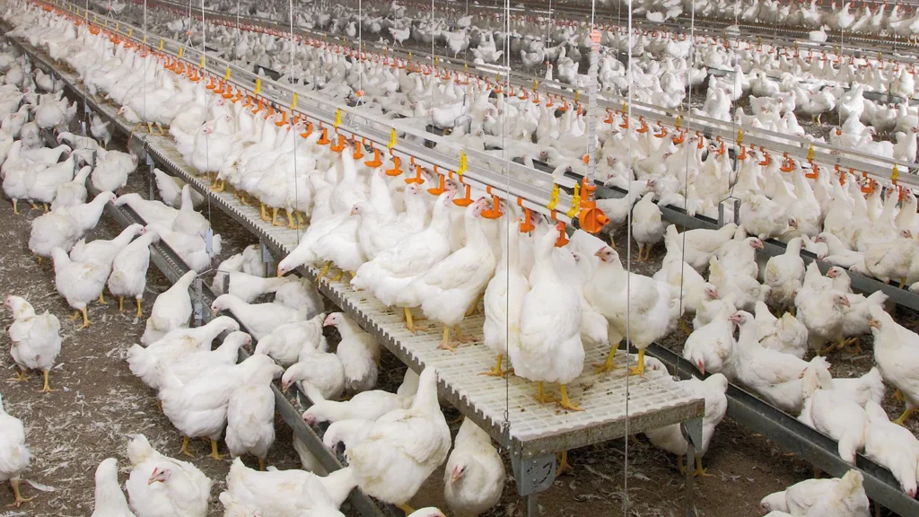 Broiler Breeder